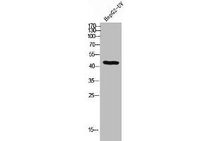 Western Blot analysis of HEPG2-UV cells using BMP-2 Polyclonal Antibody (BMP2 抗体  (C-Term))