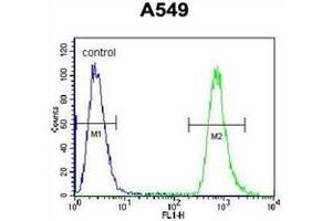 Flow cytometric analysis of A549 cells using NEU2 Antibody (N-term) Cat. (NEU2 抗体  (N-Term))