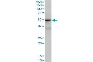 Western Blotting (WB) image for anti-Sjogren Syndrome Antigen B (SSB) (AA 1-408) antibody (ABIN563008)