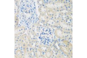 Immunohistochemistry of paraffin-embedded rat kidney using ENPEP antibody  at dilution of 1:200 (40x lens). (ENPEP 抗体  (AA 708-957))