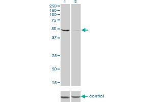 Western blot analysis of DDX6 over-expressed 293 cell line, cotransfected with DDX6 Validated Chimera RNAi (Lane 2) or non-transfected control (Lane 1).