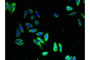 Immunofluorescent analysis of HepG2 cells using ABIN7161338 at dilution of 1:100 and Alexa Fluor 488-congugated AffiniPure Goat Anti-Rabbit IgG(H+L) (NMUR1 抗体  (AA 360-426))