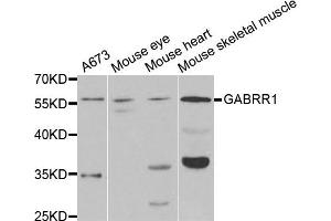 Western blot analysis of extracts of various cell lines, using GABRR1 antibody. (GABRR1 抗体)
