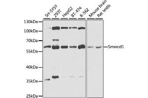 Western blot analysis of extracts of various cell lines, using Smarcd1 antibody (ABIN6132669, ABIN6137420, ABIN6137421 and ABIN6225284) at 1:1000 dilution. (SMARCD1 抗体  (AA 1-120))