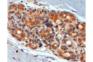 ABIN2560784 (2µg/ml) staining of paraffin embedded Human Breast. (WNT3 抗体  (Internal Region))