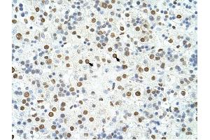 HNRPA3 antibody was used for immunohistochemistry at a concentration of 4-8 ug/ml to stain Hepatocytes (arrows) in Human Liver. (HNRNPA3 抗体  (N-Term))