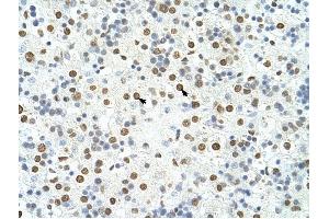 HNRPA3 antibody was used for immunohistochemistry at a concentration of 4-8 ug/ml to stain Hepatocytes (arrows) in Human Liver. (HNRNPA3 抗体  (N-Term))