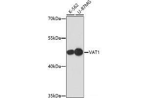 Western blot analysis of extracts of various cell lines using VAT1 Polyclonal Antibody at dilution of 1:1000. (VAT1 抗体)
