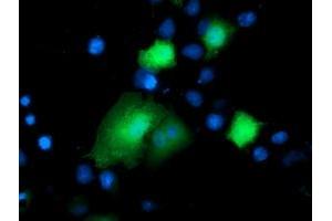 Immunofluorescence (IF) image for anti-Deoxythymidylate Kinase (Thymidylate Kinase) (DTYMK) antibody (ABIN1497919) (DTYMK 抗体)