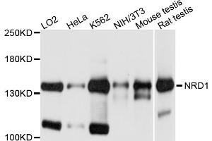 Western blot analysis of extracts of various cell lines, using NRD1 antibody. (NRD1 抗体)