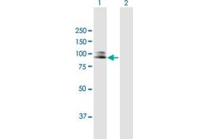 Western Blot analysis of SILV expression in transfected 293T cell line by SILV MaxPab polyclonal antibody. (Melanoma gp100 抗体  (AA 1-661))