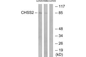 Western blot analysis of extracts from LOVO cells and K562 cells, using CHSS2 antibody. (CHPF 抗体  (C-Term))