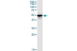 PLIN3 MaxPab polyclonal antibody. (PLIN3 抗体  (AA 1-434))