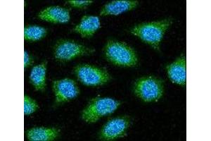 Anti-GAPDH antibody confocal immunofluorescent analysis with HeLa cell. (GAPDH 抗体  (AA 62-91))