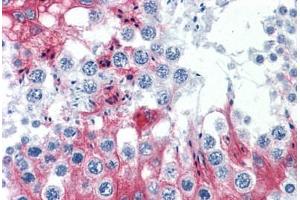 Anti-SLMAP antibody IHC staining of human testis. (SLMAP 抗体  (AA 677-785))