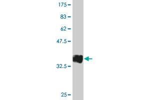 Western Blotting (WB) image for anti-CD19 Molecule (CD19) (AA 98-187) antibody (ABIN560233)