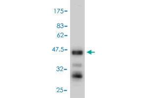 Western Blot detection against Immunogen (53. (TNFSF13 抗体  (AA 1-247))
