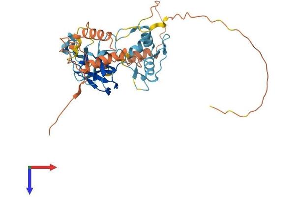 PRDM12 Protein (AA 1-365) (His tag)