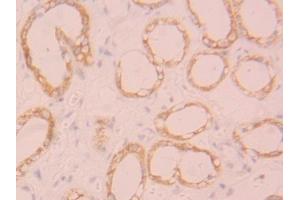 Detection of FGL1 in Human Kidney Tissue using Polyclonal Antibody to Fibrinogen Like Protein 1 (FGL1) (FGL1 抗体  (AA 23-312))