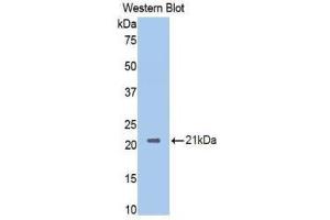 Western Blotting (WB) image for anti-Neuropilin 1 (NRP1) (AA 275-424) antibody (ABIN1860058) (Neuropilin 1 抗体  (AA 275-424))