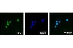Immunofluorescence (IF) image for anti-Interferon Regulatory Factor 7 (IRF7) antibody (ABIN2666280) (IRF7 抗体)