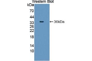 Detection of Recombinant SHC1, Human using Polyclonal Antibody to SHC-Transforming Protein 1 (SHC1) (SHC1 抗体  (AA 272-559))
