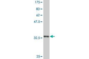 Western Blot detection against Immunogen (33. (EFHD1 抗体  (AA 168-238))