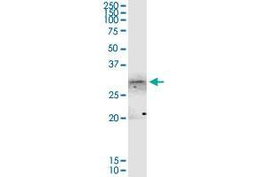 ANXA4 MaxPab rabbit polyclonal antibody. (Annexin IV 抗体  (AA 1-321))