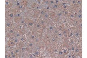 DAB staining on IHC-P; Samples: Human Liver Tissue (C5A 抗体  (AA 678-751))