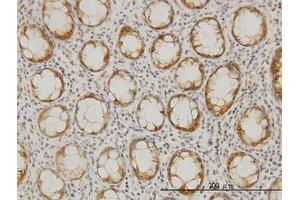 Image no. 1 for anti-Ceramide Synthase 6 (CERS6) (AA 62-132) antibody (ABIN466277) (CERS6 抗体  (AA 62-132))
