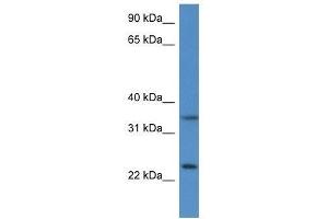 Western Blot showing Cyb5r1 antibody used at a concentration of 1. (CYB5R1 抗体  (N-Term))