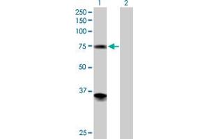 Western Blot analysis of PGM2 expression in transfected 293T cell line by PGM2 MaxPab polyclonal antibody. (Phosphoglucomutase 2 抗体  (AA 1-612))