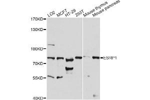 Western blot analysis of extracts of various cell lines, using ESRP1 antibody (ABIN6291656) at 1:1000 dilution. (ESRP1 抗体)