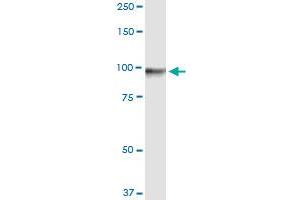 Immunoprecipitation of GTSE1 transfected lysate using anti-GTSE1 MaxPab rabbit polyclonal antibody and Protein A Magnetic Bead , and immunoblotted with GTSE1 purified MaxPab mouse polyclonal antibody (B01P) . (GTSE1 抗体  (AA 1-720))