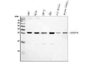 Western blot analysis of SNRPN using anti-SNRPN antibody (ABIN3043934).