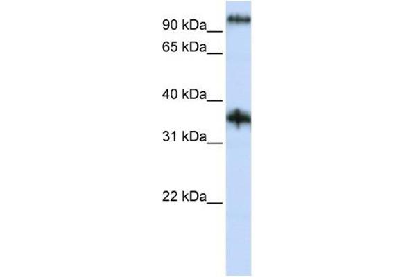 Ferric-Chelate Reductase 1 Like (FRRS1L) (N-Term) 抗体