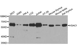 Western blot analysis of extracts of various cell lines, using HDAC1 antibody (ABIN5970068) at 1/1000 dilution. (HDAC1 抗体  (N-Term))