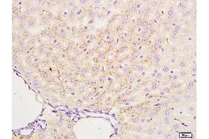 Formalin-fixed and paraffin embedded mouse liver labeled with Anti-APG4B/AUTL1 Polyclonal Antibody, Unconjugated (ABIN685777) at 1:200 followed by conjugation to the secondary antibody and DAB staining. (ATG4B 抗体  (AA 85-200))