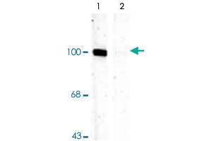 Western blot of rat hippocampal lysate showing specific immunolabeling of the ~100k Gria1 protein phosphorylated at Ser831 (Control). (Glutamate Receptor 1 抗体  (pSer831))