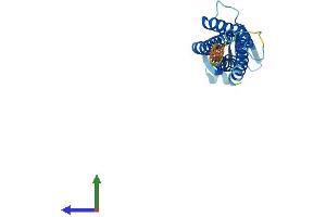 Protein Structure (PS) image for Claudin 11 (CLDN11) (AA 1-207) protein (His tag) (ABIN7557608)