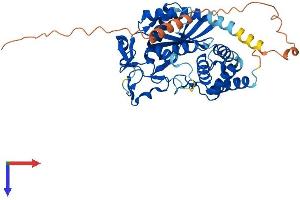 Mab-21-Like 3 (MAB21L3) (AA 1-429) protein (His tag)