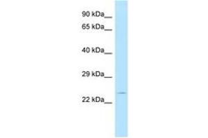 Image no. 1 for anti-Mitochondrial Ribosomal Protein L43 (MRPL43) (AA 130-179) antibody (ABIN6747846) (MRPL43 抗体  (AA 130-179))