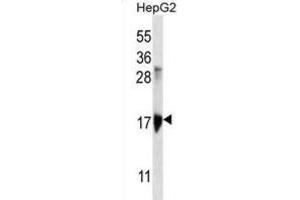 Western Blotting (WB) image for anti-Keratin Associated Protein 1-3 (KRTAP1-3) antibody (ABIN2996875) (KRTAP1-3 抗体)
