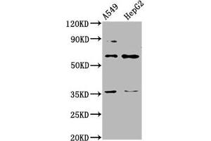 Western Blot Positive WB detected in: A549 whole cell lysate, HepG2 whole cell lysate All lanes: TBX4 antibody at 4. (TBX4 抗体  (AA 355-511))