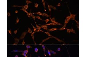 Immunofluorescence analysis of NIH-3T3 cells using AMPKα2 Polyclonal Antibody at dilution of 1:100 (40x lens). (PRKAA2 抗体)