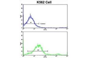 Flow Cytometry (FACS) image for anti-Lipin 2 (LPIN2) antibody (ABIN3003814) (Lipin 2 抗体)