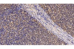 Detection of Surv in Porcine Lymph node Tissue using Monoclonal Antibody to Survivin (Surv) (Survivin 抗体  (AA 1-142))