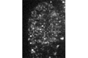 Immunofluorescent staining of CBX1 in baby hamster kidney cells with CBX1 polyclonal antibody . (CBX1 抗体  (AA 176-185))
