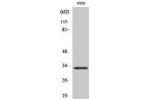 Western Blotting (WB) image for anti-Similar To Olfactory Receptor, Family 2, Subfamily T, Member 1 (OR2T1) (C-Term) antibody (ABIN3186070) (OR2T1 抗体  (C-Term))