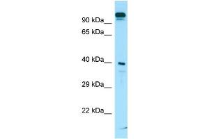 Western Blotting (WB) image for anti-Solute Carrier Family 7 (Neutral Amino Acid Transporter Light Chain, Asc System), Member 10 (SLC7A10) (C-Term) antibody (ABIN2790134) (SLC7A10 抗体  (C-Term))